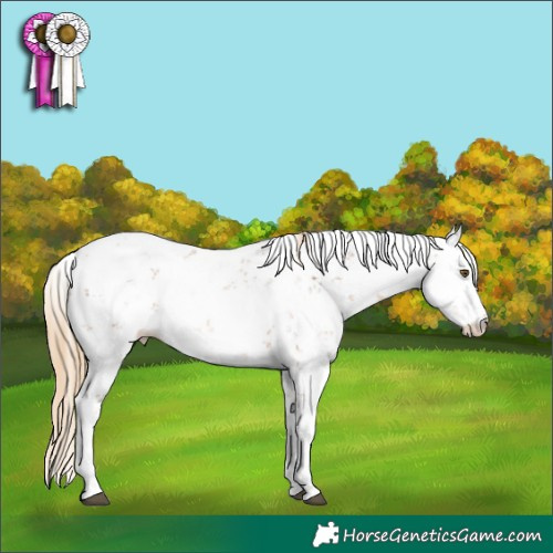 Horse Color:Chestnut Sabino Snowflake Varnish Rabicano 
