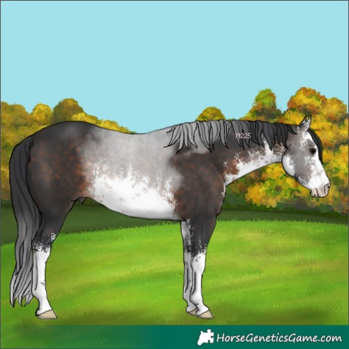 Horse Color:White Spotted Brown 