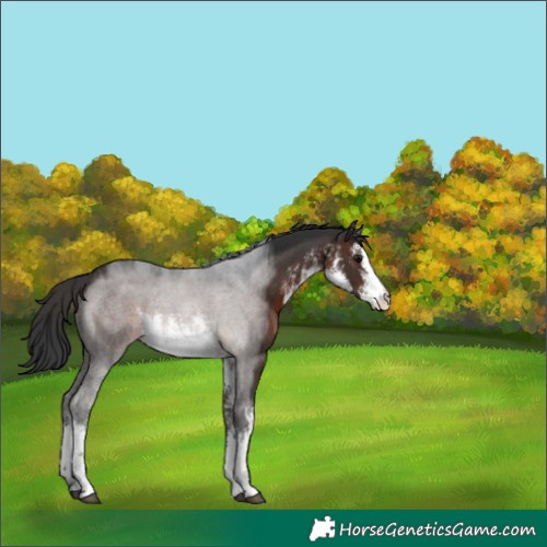 Horse Color:White Spotted Brown