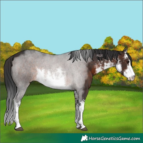 Horse Color:White Spotted Brown