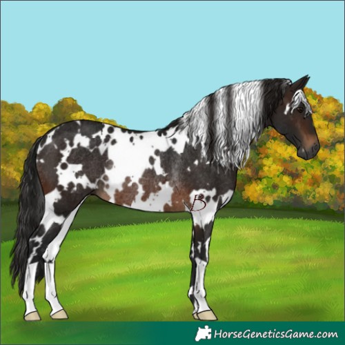 Horse Color:Gray White Spotted Brown Rabicano 