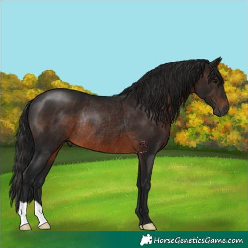 Horse Color:Gray Brown Rabicano 