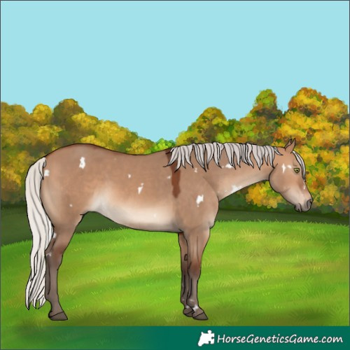 Horse Color:White Spotted Silver Brown Dun 