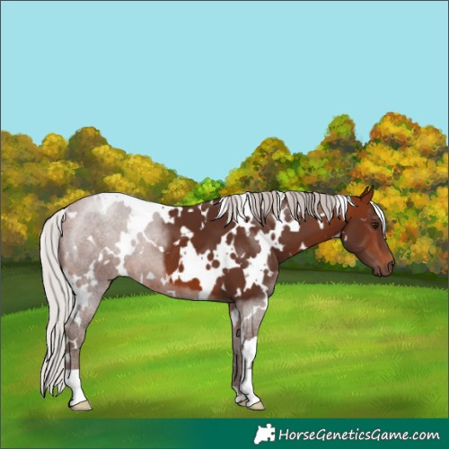 Horse Color:White Spotted Silver Bay 