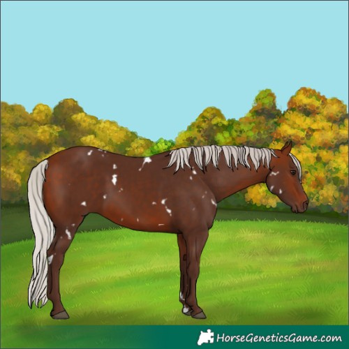 Horse Color:White Spotted Silver Bay 