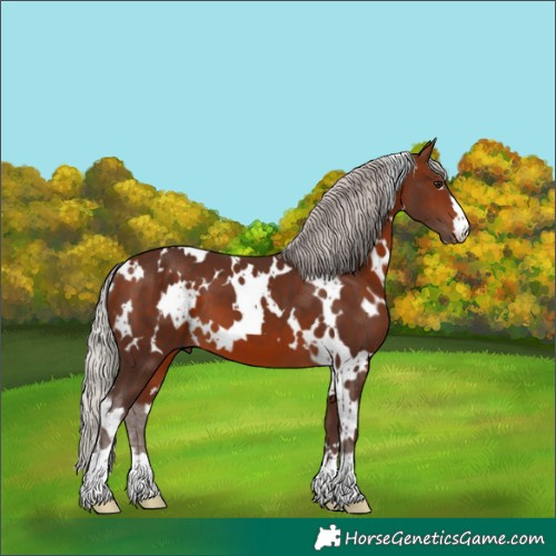 Horse Color:White Spotted Silver Brown