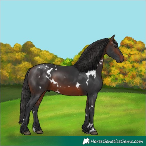 Horse Color:White Spotted Brown 