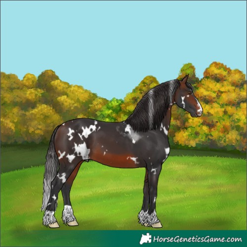 Horse Color:White Spotted Brown 