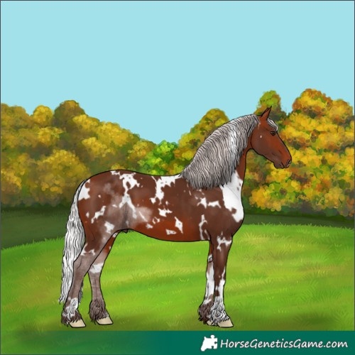 Horse Color:White Spotted Silver Bay 
