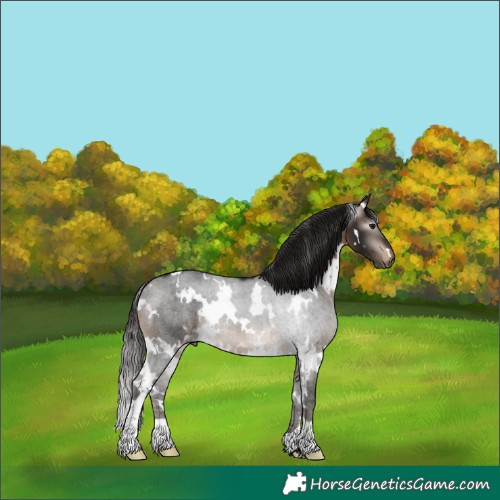 Horse Color:Gray White Spotted Bay Appaloosa