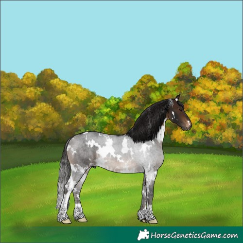 Horse Color:Gray White Spotted Bay Appaloosa 