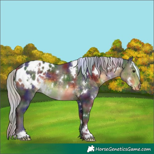Horse Color:Nacre White Spotted Silver Buckskin Appaloosa 