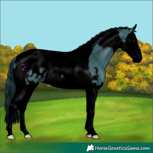 Horse Color:Void Watercolor Black Splash Tobiano Appaloosa