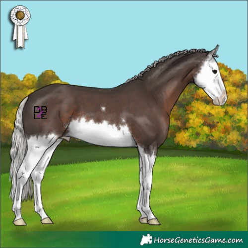 Horse Color:Silver Black Splash 