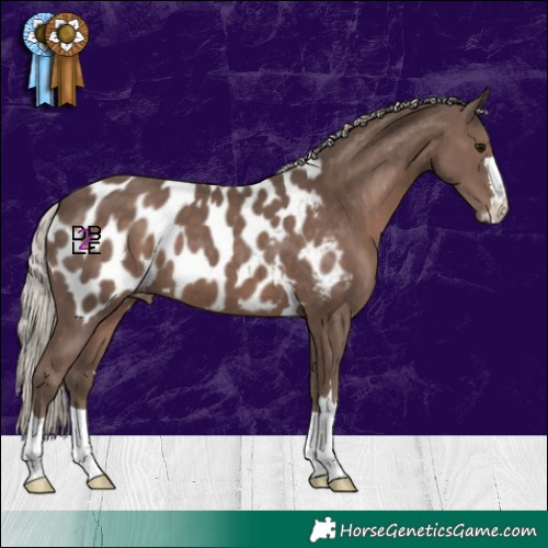 Horse Color:Silver Black Appaloosa 