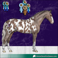 Horse Color:Silver Black Appaloosa