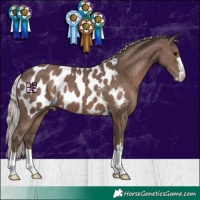 Horse Color:Silver Black Appaloosa 