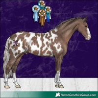 Horse Color:Silver Black Appaloosa