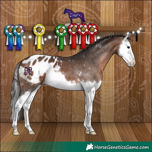 Horse Color:Brown Splash Appaloosa