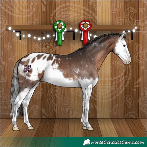 Horse Color:Brown Splash Appaloosa 