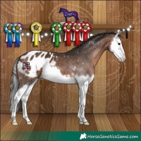 Horse Color:Brown Splash Appaloosa