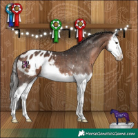 Horse Color:Brown Splash Appaloosa