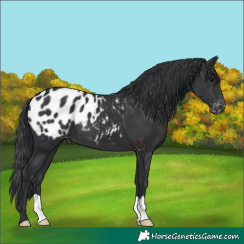 Horse Color:Black Appaloosa 
