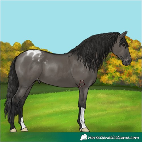 Horse Color:Gray Smoky Grullo Appaloosa 