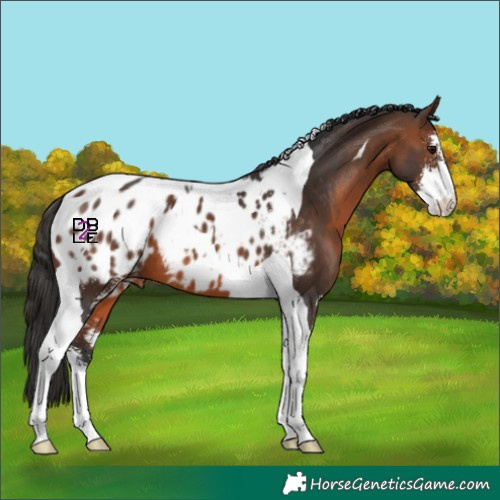 Horse Color:Brown Sabino Tobiano Appaloosa 
