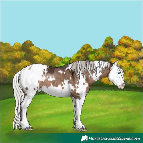Horse Color:White Spotted Silver Brown Dun Splash Appaloosa 