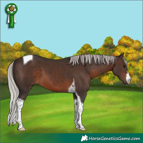 Horse Color:White Spotted Silver Brown Tobiano 