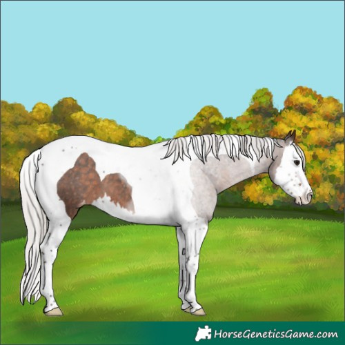 Horse Color:White Spotted Silver Brown Splash Tobiano Varnish 