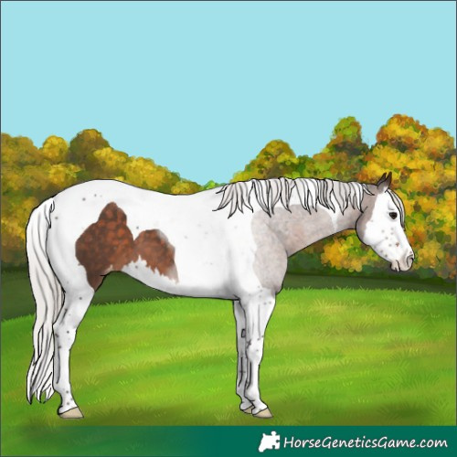 Horse Color:White Spotted Silver Brown Splash Tobiano Appaloosa 
