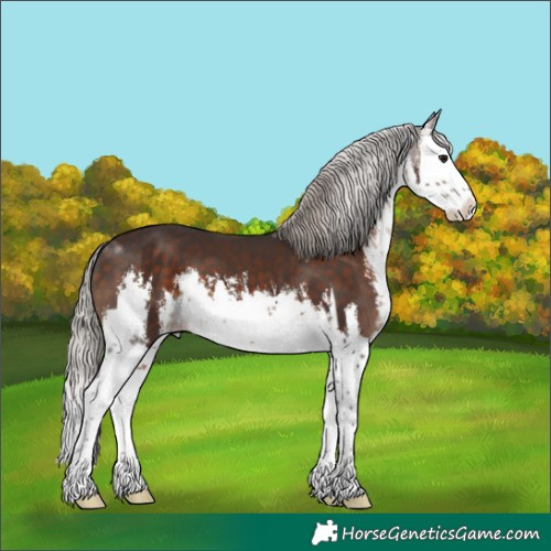 Horse Color:White Spotted Silver Brown Splash 