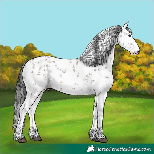 Horse Color:White Spotted Brown Dun Sabino