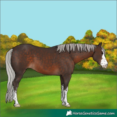 Horse Color:White Spotted Silver Brown 