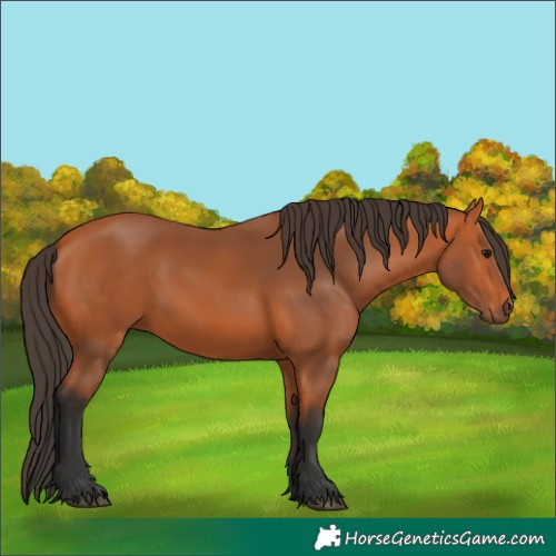 Horse Color:Bay 