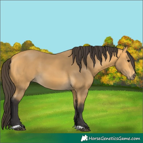 Horse Color:Buckskin 