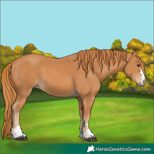 Horse Color:Chestnut 