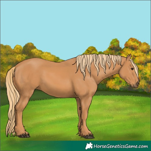 Horse Color:Chestnut 
