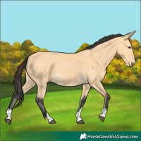 Horse Color:Buckskin