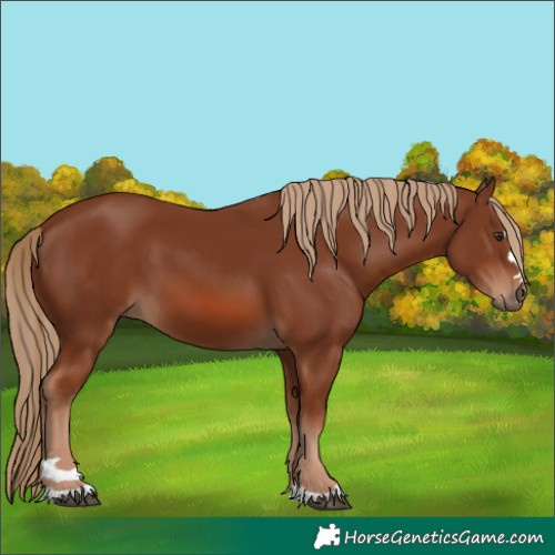 Horse Color:Chestnut 