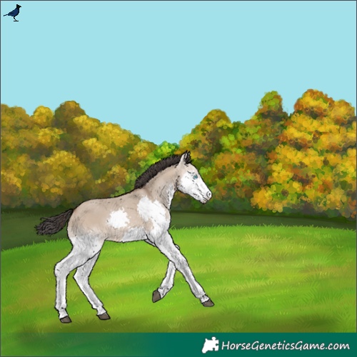 Horse Color:Bay Dun Splash Rabicano 