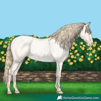 Horse Color:Buckskin Roan Pearl and Buckskin Roan Pearl
