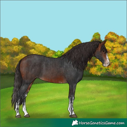 Horse Color:Bay Sabino Splash Appaloosa and Bay Sabino Appaloosa