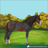 Horse Color:Bay Sabino Splash Appaloosa and Bay Sabino Appaloosa
