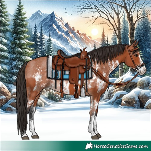 Horse Color:Bay Sabino Rabicano  and Bay Sabino Appaloosa Rabicano 