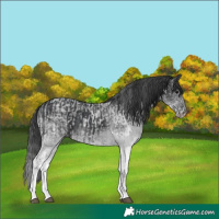 Horse Color:White Spotted Blue Roan Rabicano and White Spotted Black Rabicano