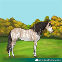 Horse Color:Bay Dun Sabino Rabicano  and Bay Dun Sabino Frame Rabicano 