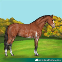 Horse Color:Bay Sabino Rabicano  and Bay Sabino Rabicano 